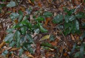 Image result for Rourea