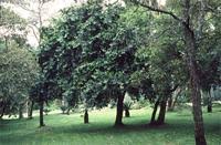 Image result for Antidesma venosum