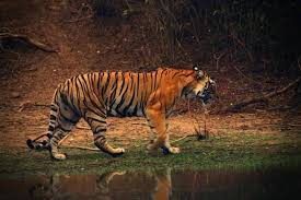 Pti/@narendramodi/twitter on the occasion of international tiger day, prime minister narendra modi stated on thursday, july 29, that india had met the saint petersburg declaration on tiger conservation's goal of doubling the tiger population four years ahead of the schedule. J6pkk375xmhkom