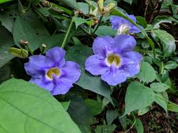 Image result for Thunbergia racemosa