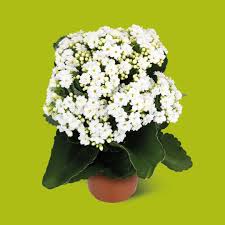 Image result for Kalanchoe rosalina