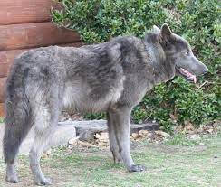 Blue Bay Shepherd Blue German Shepherd German Shepherd Photography Wolf Dog