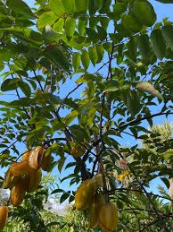 Image result for Averrhoa carambola