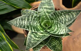 Image result for Sansevieria