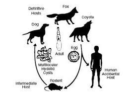 Not safe to use in pregnant or nursing animals or puppies under 3 weeks of age. Drontal Plus Fda Prescribing Information Side Effects And Uses