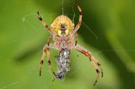 Google suggested this may be a garden orb weaver, but there is no web; Fichier Garden Orb Weaver With Robberfly Jpg Wikipedia