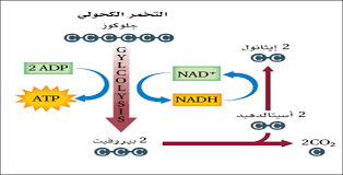 مدونة ثالث علمي الفصل الدراسي الأول الفصل الثاني الطاقة الخلوية