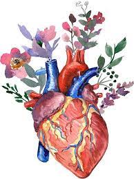 Watercolor Heart And Flowers File To Download Png 300 Dpi Commercial Use Watercolor Heart Anatomy Art Anatomical Heart Art