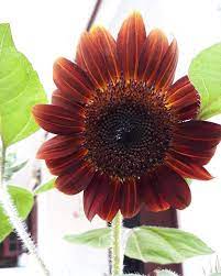 Selain itu bunga ini juga menjadi bagian bunga nasional ukraina dan menjadi bunga resmi negara dibagian kansas, amerika serikat. Benih Bunga Matahari Post Facebook