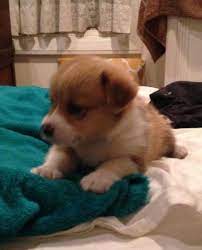 Corgis originally were smaller than what is considered standard now, which is why 20 lb dogs can be found for breeding the smaller dogs. Beautiful Welsh Corgi Puppies For Sale In Virginia Beach Virginia Classified Americanlisted Com