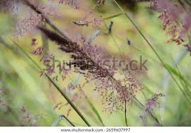 Image result for Melinis longiseta