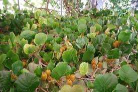 Kiwis sind kletterpflanzen, sie können also noch an vielen anderen stellen im garten ihren platz finden, wenn diese besser geeignet sind. Kiwi Pflanzen Samen Anbau Und Pflege Im Garten