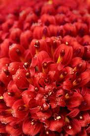 Pin By Susie Lauro On Red Racer Red Flowers Red Aesthetic Red