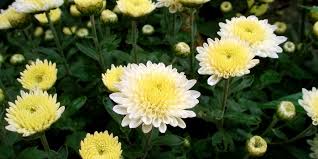 Arıları inceleyen bilim dalına ne ad verilir? Kasimpati Krizantem Bitkisi Cicegi Nasil Yetistirilir Bakimi Nasildir Bilgihanem