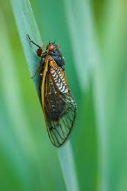 Life cycles two or three years, do not emerge in synchrony. Everything You Need To Know About The Brood X Cicadas In 2021