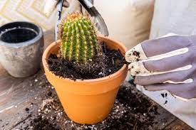 One of the most common mistakes in caring for cacti is wrong cactus repotting (transplanting). Dgkkixnnuzvym