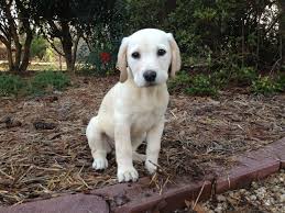 If you are looking for puppies for sale or a particular stud dog in your area you can also check our puppies for sale and stud dog sections. American Field Lab 13 Weeks And Growing Labrador Labrador Retriever 13 Weeks