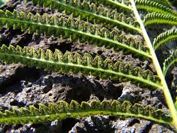 Image result for Cyclosorus striatus