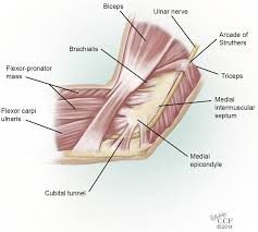 The ulnar nerve runs in the groove between the medial epicondyle and olecranon process. Schematic Illustration Showing The Anatomy Of The Elbow The Ulnar Download Scientific Diagram