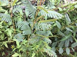 Image result for Chamaecrista fenarolii