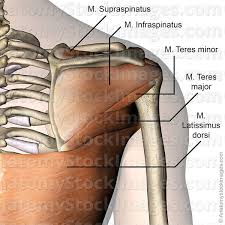Ready to test your knowledge on those muscles? Anatomy Stock Images Shoulder Muscles Musculus Supraspinatus Infraspinatus Teres Minor Major Latissimus Dorsi Muscle Back Skin