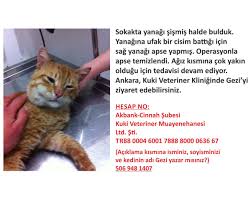 Hayvanhaklarinasaygi On Twitter Klinige Goturup Tedavi Ettirdigimiz Tek Kedi Degil Daha Sahipsiz Yavru Kedilerin Tedavi Ve Asi Paralarinin Borcunu Odeyemedik Sizden Destek