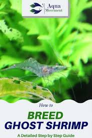 Ghost Shrimp Breeding How To Do Aqua Movement Ghost Shrimp Shrimp Tank Fish Tank