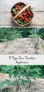 11 Tipps Zum Tomaten Anpflanzen Gartenblog Hauptstadtgarten Gemusegarten In 2020 Red Peppercorn Tomato Vegetables