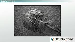 Relative Dating With Fossils Index Fossils As Indicators Of Time