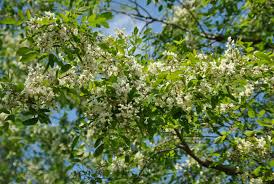 Image result for Robinia