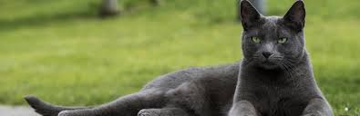 The russian blue frequently appears on lists of hypoallergenic cat breeds. Russian Blue Cat Cat Breed Information Characteristics And Facts