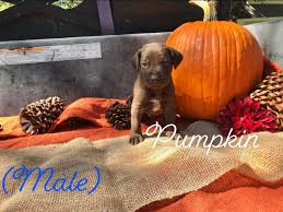 These beautful puppies are from morgan and jake… German Shorthaired Pointer Puppies For Sale Bay City Tx 312702