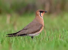 Image result for Calvoa orientalis