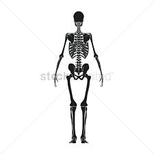 Nonetheless, if you train yourself, you should be able to determine when bones. Back View Of Human Skeleton Vector Image 1516126 Stockunlimited