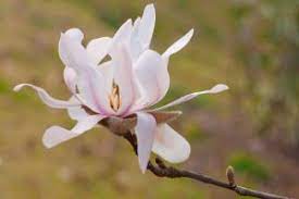 Magnolia Flower Meaning Magnolia Flower Flower Meanings Magnolia Stellata
