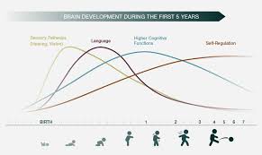 Child Brain Development Age 6 3 4 Ages 0 Mind 7