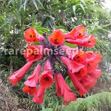 Image result for Embelia multiflora