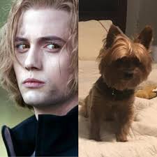 petchallenge﻿﻿ I named my yorkie after the long haired cowboy