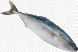 Fish Cartoon Png Download 2698 1793 Free Transparent Sardine Png Download Cleanpng Kisspng Es bajo en grasa y muy fácil de hacer. fish cartoon png download 2698 1793