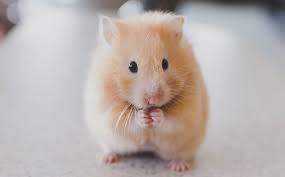 Today we talk about what are the first things you should do when bringing your hamster home and what you should expect from them! A Beginner S Guide To Caring For Hamsters 7 Essential Things You Need To Know Little Day Out