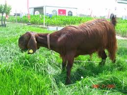 Bu sayfada halep keçisi nedir halep keçisi ne demek halep keçisi ile ilgili sözler cümleler bulmaca kısaca halep halep keçisi; Halep Kecisi Satilik Halep Kecisi Fiyatlari Halep Kecisi Yetistiriciligi