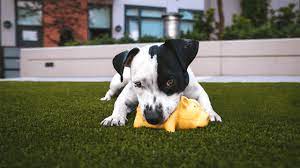 Schedule with our pet hospital in tucson, az! University Pet Clinic Tucson Arizona 520 795 7016