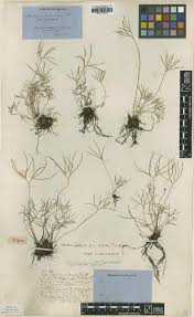 Image result for Actiniopteris pauciloba