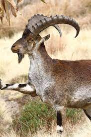 An exhibitionist female author is drawn to a blind voyeur record producer. 29 Walia Ideas Ibex Walia Ibex Animals