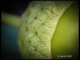 Check spelling or type a new query. Stefan F Wirth On Twitter Macrophotography Of Acorn Of Oak Tree Quercus Robur On A Meadow In Urban Park Rehberge In Berlin July 2020 Copyrights Stefan F Wirth Fagales Macro Photography Colorful
