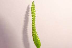 Image result for Ophioglossum reticulatum