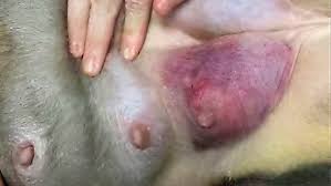 Image result for Mastitis