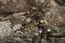 Image result for Leptactina benguelensis