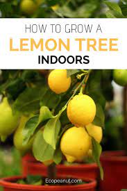 How To Grow A Lemon Tree Indoors How To Grow Lemon Indoor Lemon Tree Fruit Bushes