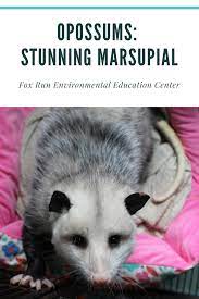 Opossums Kentucky S Only Stunning Marsupial Fox Run Environmental Education Center Animal Spirit Guides Wildlife Rehabilitation Marsupial